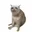 CASHCAT