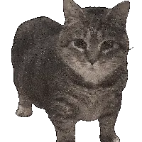 comment_image