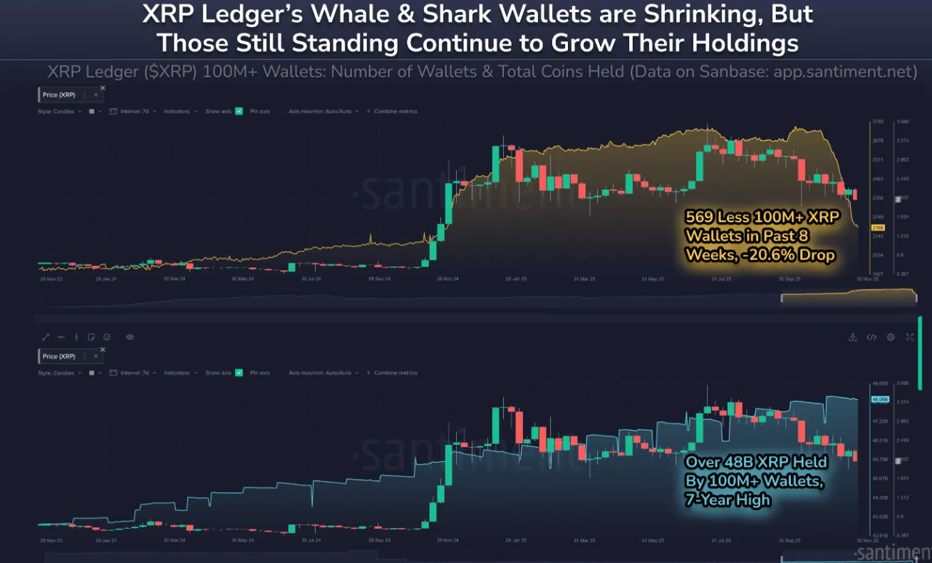 XRP 고래 주소 수 줄었지만 보유량은 7년 만에 최대
